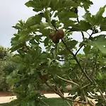 Corte Dei Salentini Oda ve Kahvaltı Carpignano Salentino