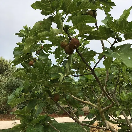 Corte Dei Salentini فندق مبيت وإفطار كاربينيانو سالينتينو