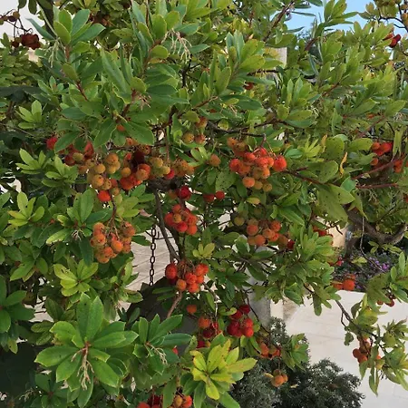 Corte Dei Salentini فندق مبيت وإفطار كاربينيانو سالينتينو