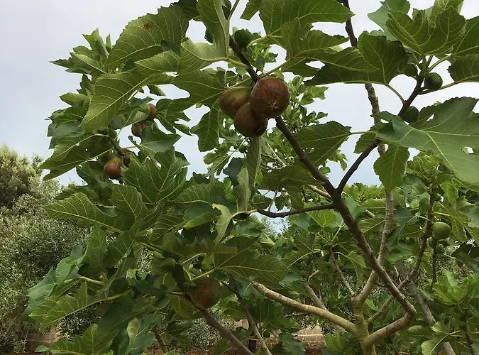 Corte Dei Salentini Panzió Carpignano Salentino