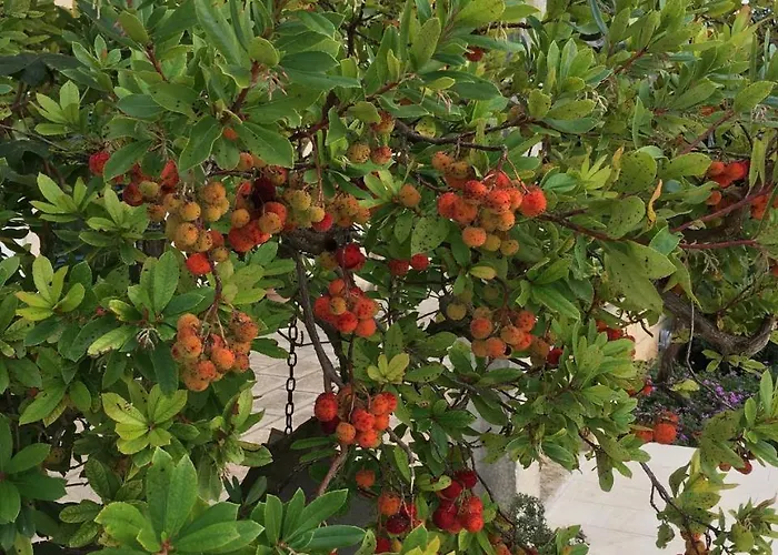Corte Dei Salentini Panzió Carpignano Salentino